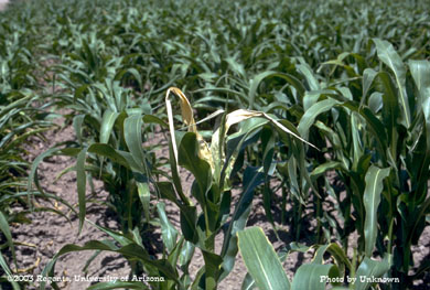 Corn billbug damage in Cochise County, AZ