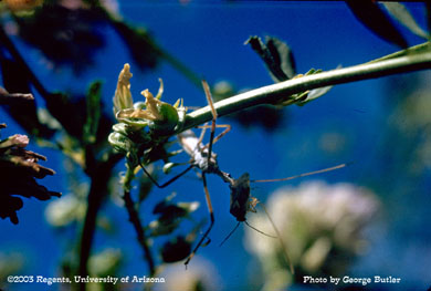 Lygus on beak of assassin bug