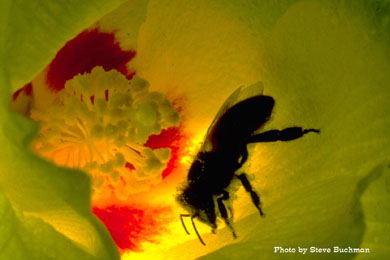 Bee in a cotton flower