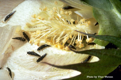 Flower bud beetle in a cotton flower