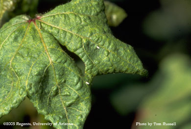 Cotton leaf crumple