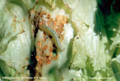 Celery leaf tier on lettuce leaf