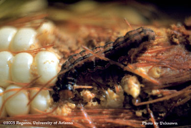 Corn earworm larva