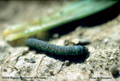 Parasite of the lesser cornstalk borer