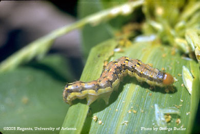 Corn earworm on corn in Yuma, AZ