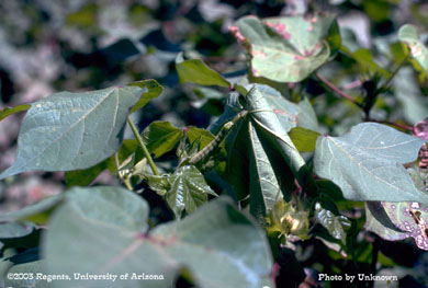 Spodoptera spp. larva on cotton plant