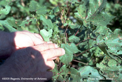 Heliothine larva (bollworm/budworm) on cotton plant