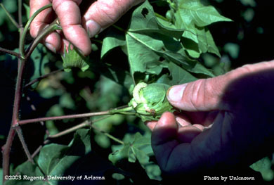 Heliothine larva (bollworm/budworm) on cotton boll
