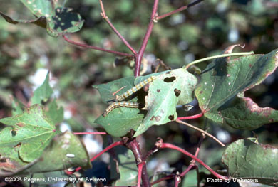 Heliothine larvae (bollworm/budworm) on cotton plant