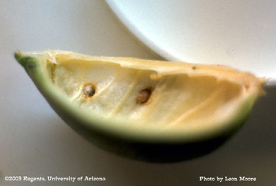 Pink bollworm holes between locks in cotton