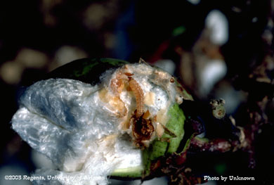 Pink bollworm large larva