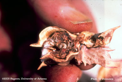 Boll weevil larva in a cotton boll