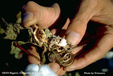 Boll weevil larva in a cotton boll