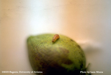 Exiting Pink bollworm larva