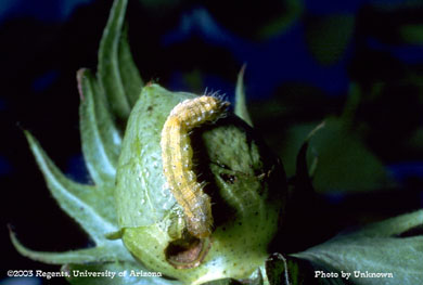 Heliothine larva (bollworm/budworm) on cotton boll