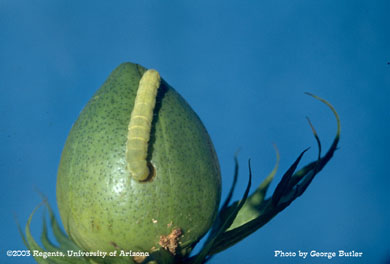 Bollworm larva on cotton boll