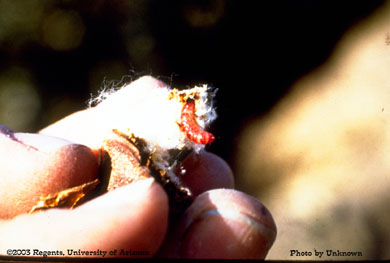Pink bollworm 4th instar larva on a cotton boll
