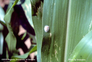 Fall armyworm egg mass on sweetcorn