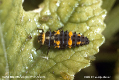 Ladybeetle larva