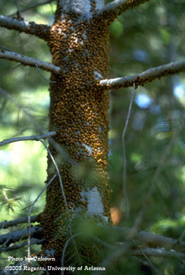 Ladybug tree, Mt. Lemmon, AZ