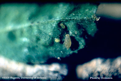 Yellow clover aphid female and young