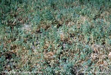 Spotted alfalfa aphid damage