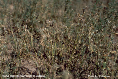 Weevil damage on alfalfa