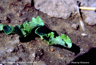 Whitefly infestation
