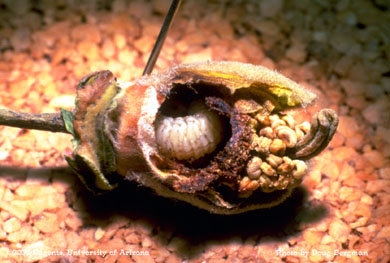 Bollworm larvae in shed cotton square