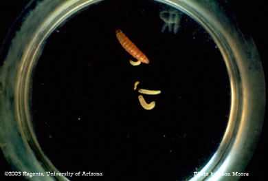 Pink bollworm instars