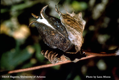 S-2 cotton boll killed by boll rot