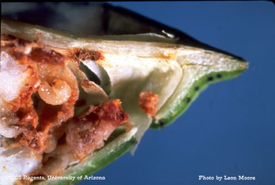 Boll weevil larva in a cotton boll