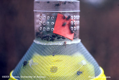 Boll weevil trap