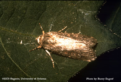 Armyworm adult