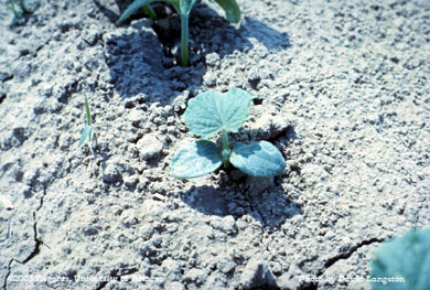 Leafminer damage on cucumber cotyledons