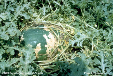 Leaf roller (Platynota stulfana) on watermelons