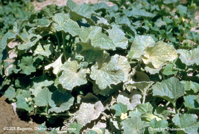 Spider mites on honeydews