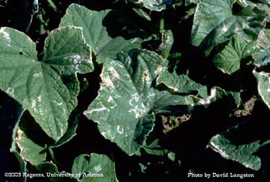 Leaf minter injury on cucumbers