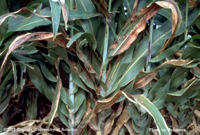 Green bug injury to grain sorghum