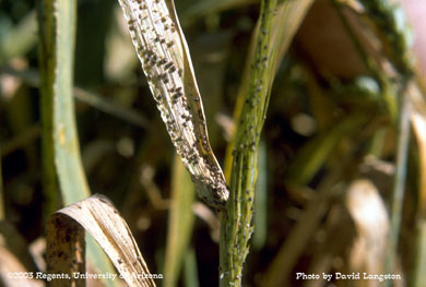 Parasitized aphids (aphelinid wasp?)