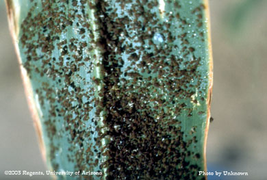 Rusty plum aphids on sorghum leaf