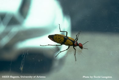 Red-headed blister beetles