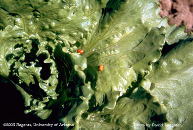 Ladybird beetle adult & pupae on lettuce