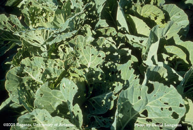 Cabbage looper damage on untreated cabbage check plots