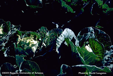 Cabbage looper damage on cabbage
