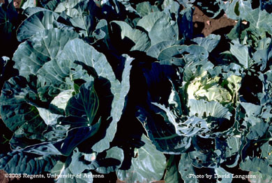 Cabbage looper damage on cabbage