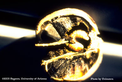 Boll weevil larva in thurberia boll