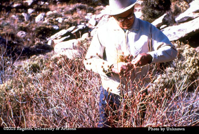 Joe Ramirez collecting thurberia bolls, Molina Basin, Santa Catalina Mtns, AZ