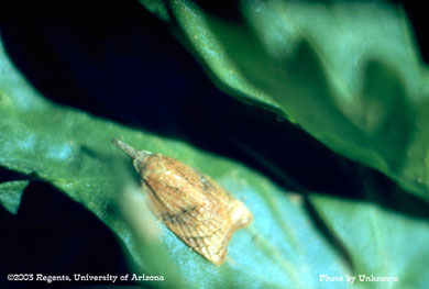 Platynota stulfana moth on celery