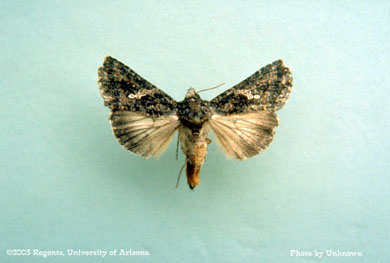 Cabbage looper adult